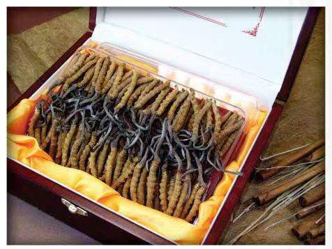 隆安冬虫夏草回收